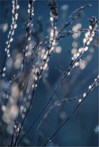 Poster Droogbloemen in de zon