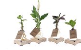 Kamerplanten van Botanicly – 4 × Ctenanthe in glas met LED-licht als set – Hoogte: 10 cm – Ctenanthe Burle Marxii