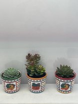 Vetplanten- mix 3 succulenten- Mexico pot- 8.5cmØ- ±12cm hoog- Crassula Minor- Echeveria Elegans- Echeveria Agavoides
