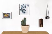 Cactus Pilosocereus Azureus - Schijfcactus - ±25 cm hoog – 12cm diameter - in beige mand