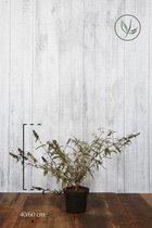 10 stuks | Vlinderstruik 'Black Knight' Pot 40-60 cm - Bladverliezend - Bloeiende plant - Geurend - Informele haag - Insectenlokkend