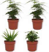 Set van 4 Kamerplanten - 2x Asparagus Plumosus & 1x Aloe Vera Clumb & 1x Coffea Arabica- ± 25cm hoog - 12cm diameter