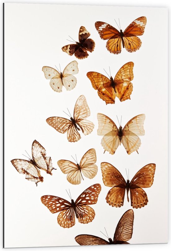 Dibond - Bruinkleurige Vlinders - 60x90cm Foto op Aluminium (Wanddecoratie van metaal)