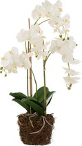 J-Line Orchidee In Aarde Plastiek Wit/Groen Large