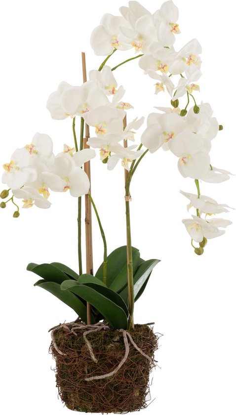 J-Line plant Orchidee In Aarde - kunststof - wit/groen - large
