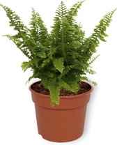 WL Plants - Nephrolepsis Vitale - Krulvaren - Kamerplanten - Luchtzuiverende Kamerplant - ± 20cm hoog - 12cm diameter - in Kweekpot