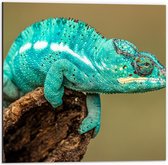 Dibond - Fel Blauwe Kameleon  - 50x50cm Foto op Aluminium (Met Ophangsysteem)