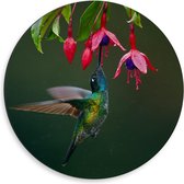 Dibond Wandcirkel - Vogeltje bij Roze Bloem - 50x50cm Foto op Aluminium Wandcirkel (met ophangsysteem)