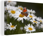 Canvas Schilderij Dagpauwoog vlinder met madeliefjes - 30x20 cm - Wanddecoratie