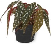 Kamerplant Begonia Maculata – Stippenbegonia - ± 20cm hoogte – 12 cm diameter - in zwarte sierzak