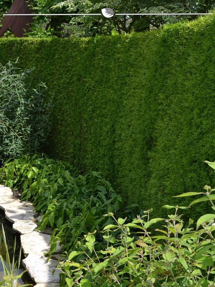 Westerse Levensboom Thuja Brabant 200-225 cm, 3x Haagplant