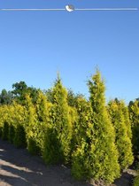 Westerse Levensboom Thuja Yellow Ribbon 100-120 cm, 10x Haagplant