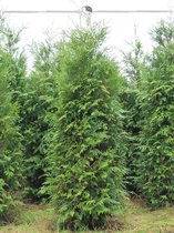 Levensboom Thuja plicata Atrovirens 180-200 cm, 8x Haagplant