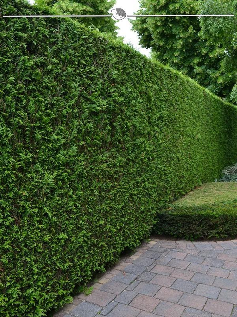 Westerse Levensboom Thuja Brabant 100-120 cm, 10x Haagplant