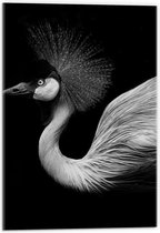 Acrylglas - Zwart Wit Foto van Kraan Vogel - 40x60cm Foto op Acrylglas (Met Ophangsysteem)