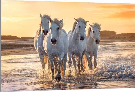 Dibond - Witte Andalusiër Paarden op het Strand   - 120x80cm Foto op Aluminium (Met Ophangsysteem)