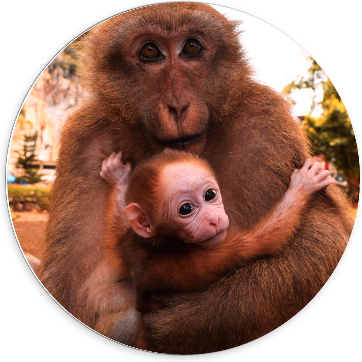 Forex Wandcirkel - Baby Aap in de Armen van Moeder - 70x70cm Foto op Wandcirkel (met ophangsysteem)