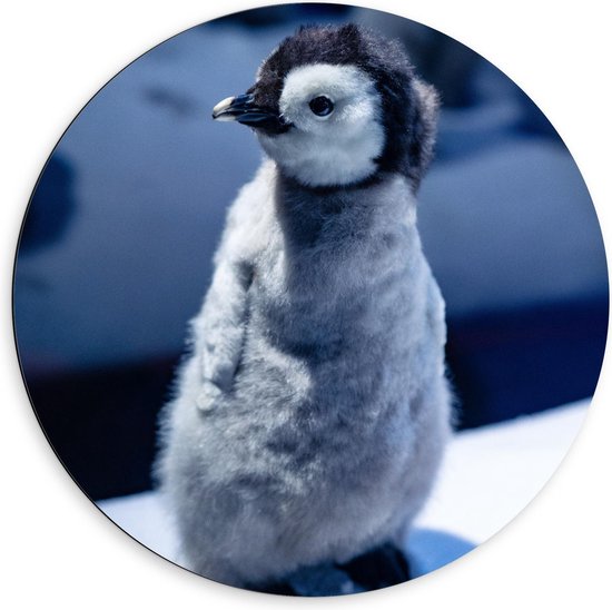 Dibond Wandcirkel - Pluizige Baby Pinguïn  - 60x60cm Foto op Aluminium Wandcirkel (met ophangsysteem)