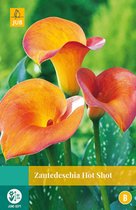 2 stuks Zantedeschia Hot Shot 1 bol