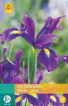 2 stuks Iris Hollandica Blauw 20 bollen