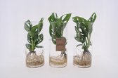 Kamerplanten van Botanicly – 3 × Gatenplant incl. designe glas als set – Hoogte: 26 cm – Monstera