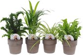 Varens van Botanicly – 4 × Nestvaren in grijze terracottapot als set – Hoogte: 25 cm – Asplenium Crispy Wave