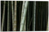 Dibond - Bos van Bamboe Bomen - 60x40cm Foto op Aluminium (Wanddecoratie van metaal)