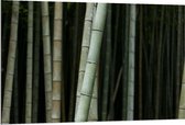 Dibond - Bos van Bamboe Bomen - 120x80cm Foto op Aluminium (Wanddecoratie van metaal)