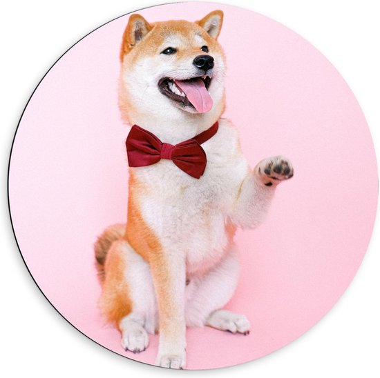 Dibond Wandcirkel - Schattig Akita Hondje - 60x60cm Foto op Aluminium Wandcirkel (met ophangsysteem)