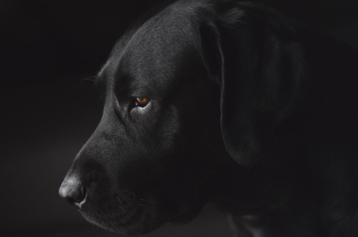 Schilderij - labrador - hond - Collectie faces - Dibond wit - 148x98cm