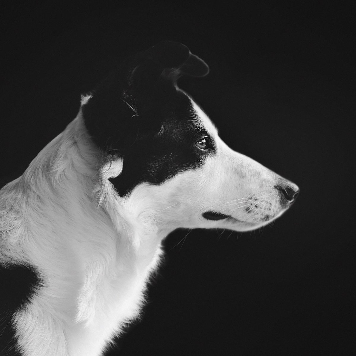 Schilderij - hond - border collie - Collectie faces - Dibond wit - 74x74cm