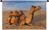 Wandkleed Kameel - Dromedaris kameel in zandduinen Wandkleed katoen 150x100 cm - Wandtapijt met foto