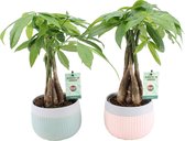 2x Geldboom in mooie design potjes | Watercacao planten | Makkelijk te verzorgen plant | Weinig water nodig | Pachira kamerplant - Ø 15 cm - ↕️ Hoogte 45 cm (waarvan 30 cm plant en 15 cm pot)