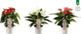 FloriaFor - Anthurium Mix White, Red And Pink Champion - - ↨ 30cm - ⌀ 9cm