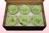 Rozenkoppen | 100% natuurlijk | Mintgroen | XL