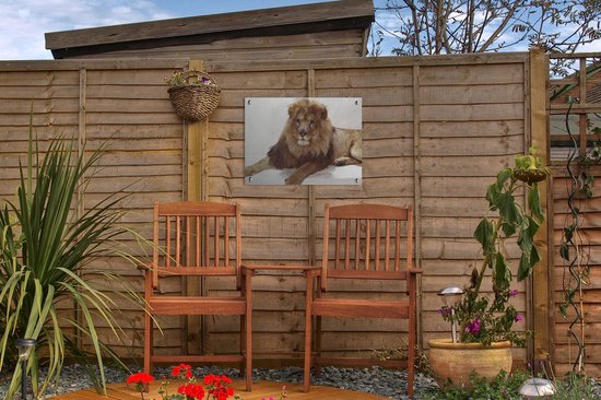 Affiche de jardin Lion relaxant sur fond blanc Toile en vrac 40x30 cm - Petit - Toile de jardin / Toile d'extérieur / Peintures pour l'extérieur (décoration de jardin)