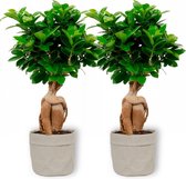 2x Kamerplant Ficus Ginseng - Bonsai - ± 30cm hoog - 12cm diameter - in grijze sierzak