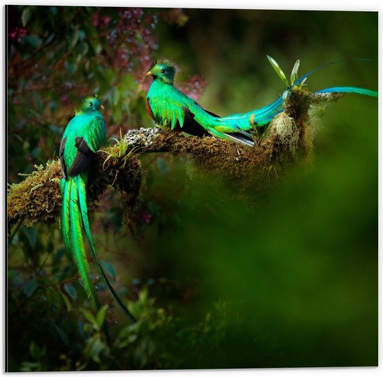 Dibond - Groene Sierlijke Vogeltjes in Bloementak - 50x50cm Foto op Aluminium (Wanddecoratie van metaal)