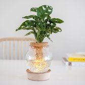 Monstera met Bolglas+LED - Lichtplantje met vaasje - Plantje op water - Hydroponie - L ↑ 30-40 cm - Pot-Ø15