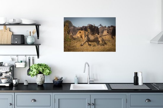 Affiche Lion - Buffle - Sauvage - 60x40 cm