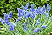 Muscari Armeniacum Big Smile  8/9 - 50 stuks - blauwe druifjes