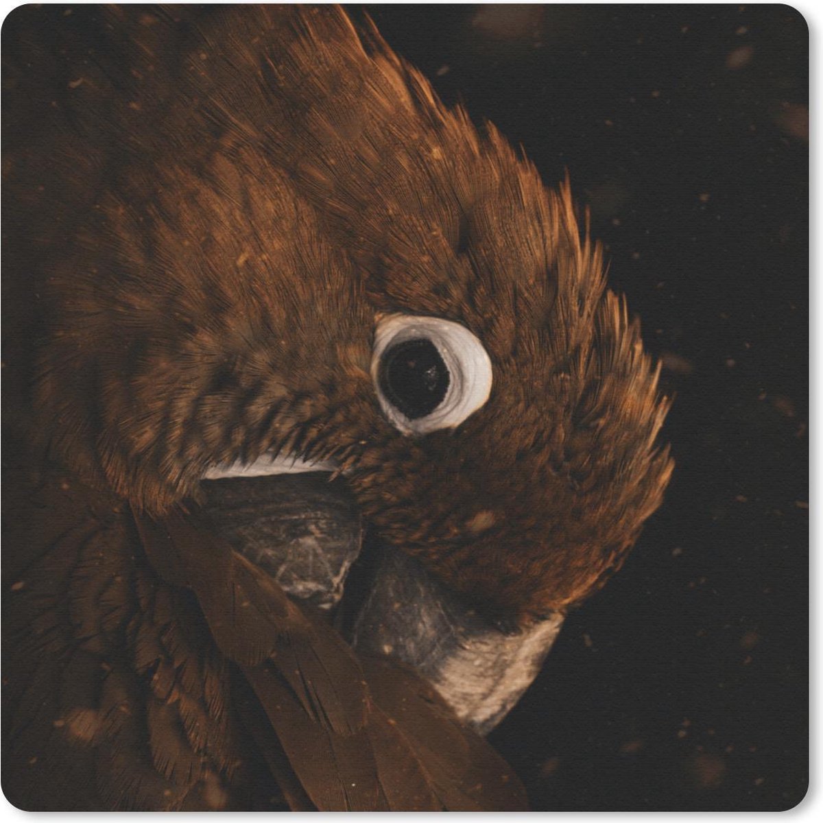 Muismat 20x20 cm - Mousepad Papegaai - Oranje - Zwart - Muismatten