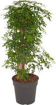 Schefflera Luseana bush – ↨ 100cm – ⌀ 27cm