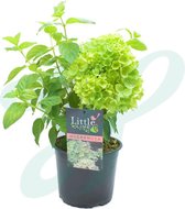 12 x Hydrangea Little Lime - Pluimhortensia in C2 liter pot met hoogte 10-20cm