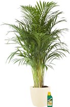 Kamerplant van Botanicly – Goudpalm incl. crème kleurig sierpot + 250 ml kunstmest als set – Hoogte: 110 cm – Areca dypsis lutescens