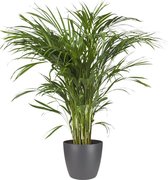 Kamerplant van Botanicly – Goudpalm incl. sierpot antraciet als set – Hoogte: 120 cm – Areca dypsis lutescens