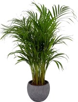 Kamerplant van Botanicly – Goudpalm in grijs keramiek pot als set – Hoogte: 85 cm – Areca dypsis lutescens