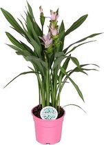 Kamerplant van Botanicly – Curcuma – Hoogte: 60 cm – Curcuma Siam Sweet