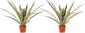 (2 stuks) Decorum Ananas Champaca - Ananasplant - 55cm