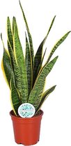 Kamerplant van Botanicly – Vrouwentongen – Hoogte: 50 cm – Sansevieria Laurentii